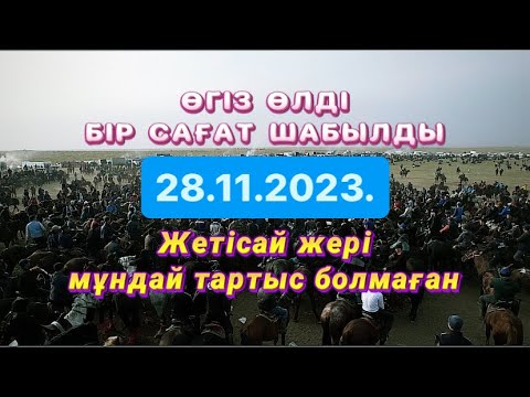 Видео: Жетісай ауданы Жұмабековтер әулетінің елден бата алу той көкпары 28 11 2023 Жетисай кокпары