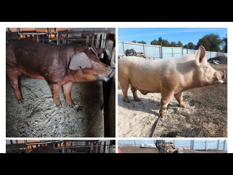 Видео: #Искусственное осеменение# Семя всегда в наличии!!!! 