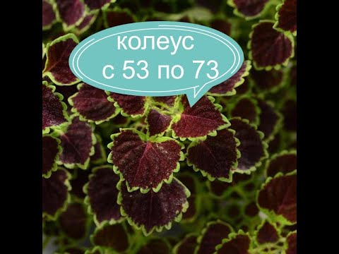 Видео: Обзор колеусов с 53 по 73 номер))Краткая характеристика))