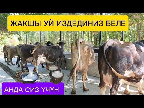 Видео: Сиз ИЗДЕГЕН УЙЛАР ЧЫКТЫ ЧҮЙ ОБЛУСУ БЕЛОВОДСКИЙДЕ СРЕТЕНКО АЙЫЛЫНДА ЖАЛПЫ САНЫ 12-БАШ 1- БУКА БАР