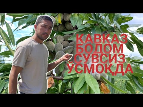 Видео: Энг кеч гулловчи Кавказ тоғ бодом