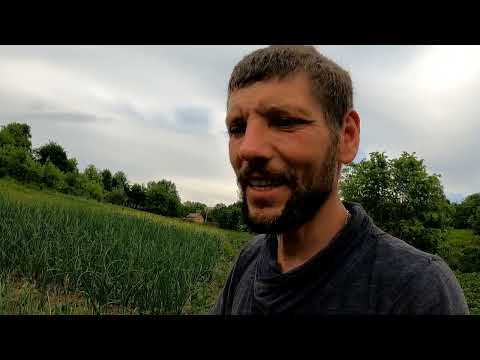 Видео: Как получить хороший урожай часнока  и лука