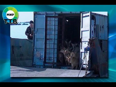 Видео: НА ОСТРОВЕ ПУТЯТИНА НОВЫЕ ПЕРЕСЕЛЕНЦЫ