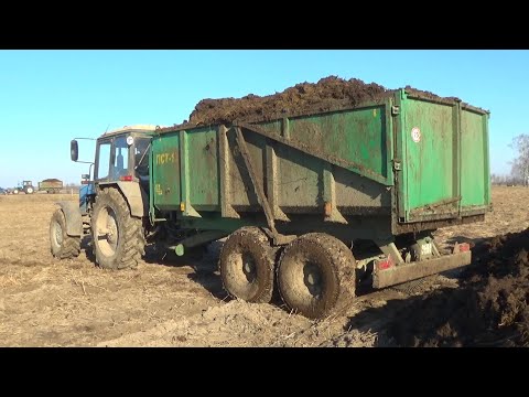 Видео: Трактора МТЗ 1221,82 и грузовики МАЗ 6501,5551 вывозят навоз с фермы