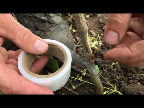 Видео: Шовковиця. Щеплення навесні.