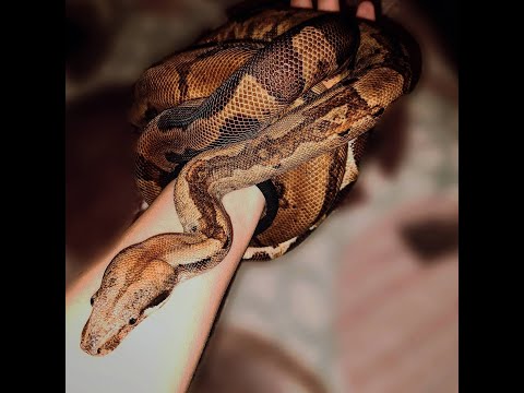 Видео: Содержание императорских удавов (Boa constrictor imperator )