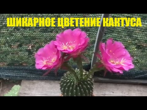 Видео: Шикарное цветение кактуса.
