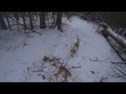 Видео: Случилась беда на охоте!!!  18+ Присутствует МАТ!!!