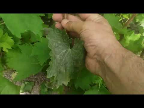 Видео: Нигоҳубини қаламчаҳое,ки аллакай ниҳол шуданд.