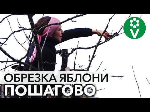 Видео: ОБРЕЗКА ВЗРОСЛОЙ ЯБЛОНИ: снижаем крону и увеличиваем урожайность