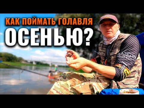 Видео: Как поймать голавля фидером? Рыбалка на осенней реке