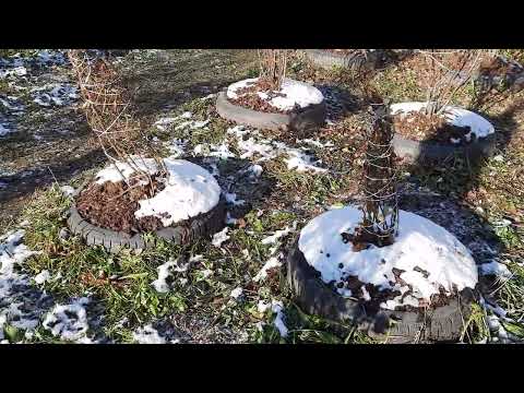 Видео: Подготовка голубики к зиме ( 4К )