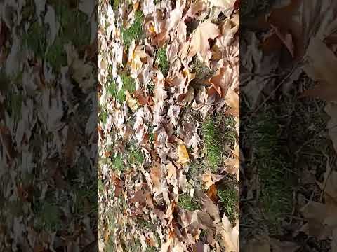 Видео: 31 октября 2025 г.