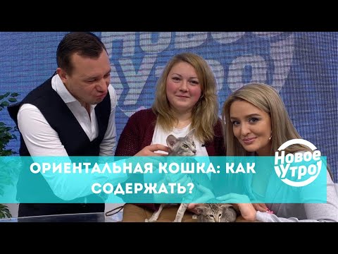 Видео: Ориентальная кошка: как содержать?