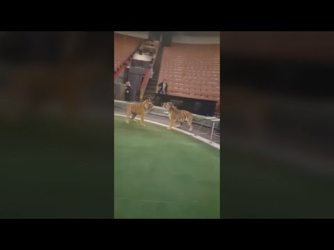 Видео: Игры с хищниками [Аскольд Запашный] / Games with the Predators [Askold Zapashny]