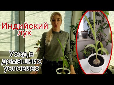 Видео: Индийский лук. Птицемлечник хвостатый. Уход в домашних условиях