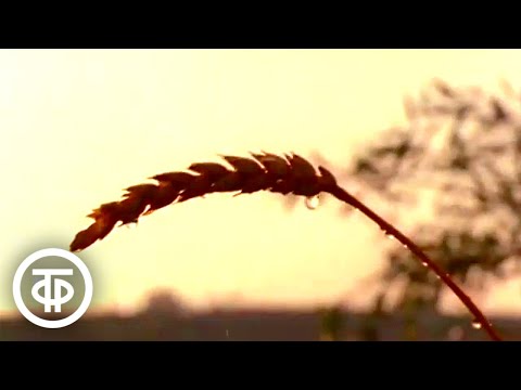 Видео: Осень. Видовой фильм (1979)