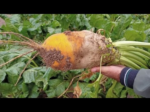 Видео: Как вырастить кормовую свеклу