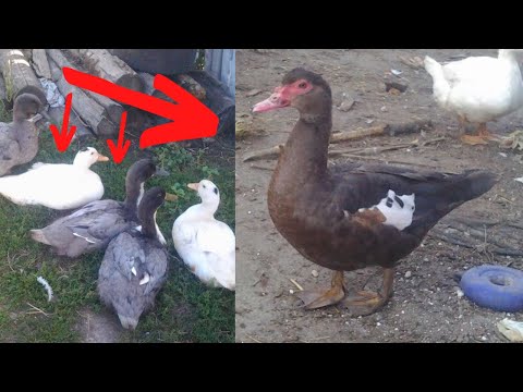 Видео: Каких уток лучше разводить Мускусные утки Мулард Пекинка Голубой Фаворит Сельская жизнь Утки на мясо