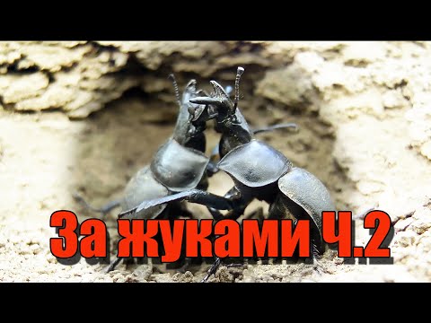 Видео: За жуками в пойму реки Дона. Усачи, жужелицы, могильщики, кравчики, чернотелки и др.Coleoptera