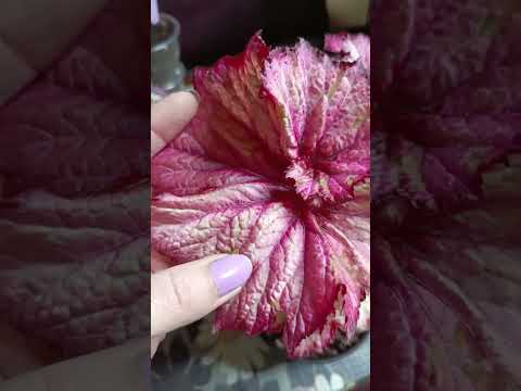 Видео: Мои бегонии