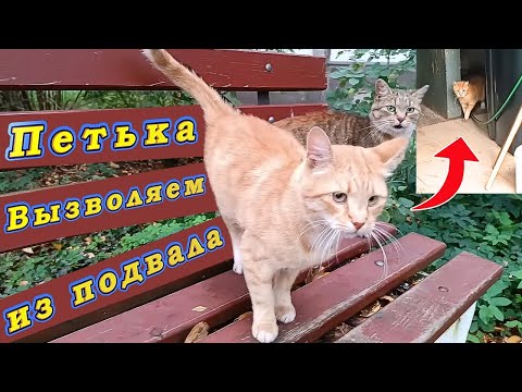 Видео: Петька. Вызволяем из подвала.