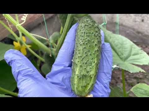 Видео: Урожайный огурец Чайковский вяжет плоды в каждом междоузлии независимо от погодных условий.