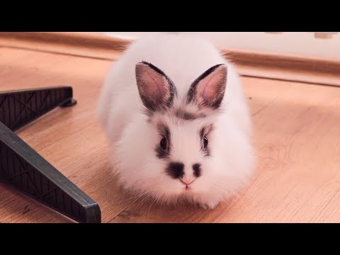 Видео: Запознайте се с ЛЕТЯЩИЯ Ми ЗАЕК