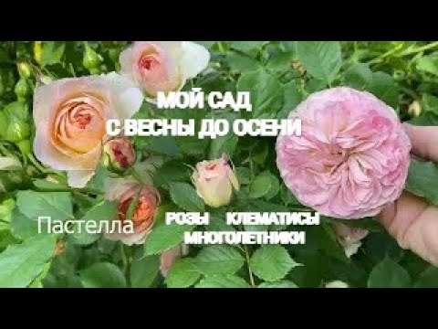 Видео: МОЙ САД  с весны до осени.