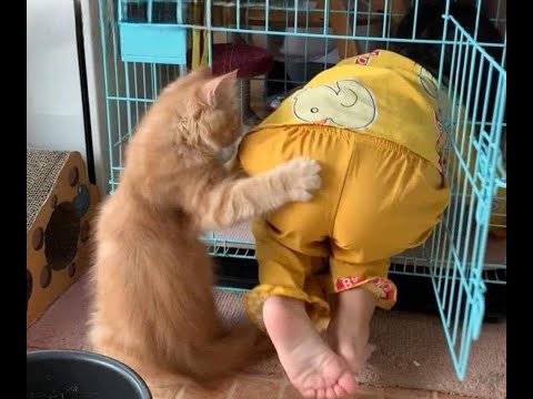Видео: 😺 Как приручить человека? 🐈 Видео смешных котов и котят для хорошего настроения! 😻