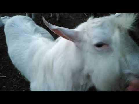 Видео: Козы ! Молоко или мясо ?  У нас и то и то...Жизнь в деревне !