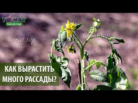 Видео: Как вырастить много рассады томатов в квартире и при этом получить ранний урожай?