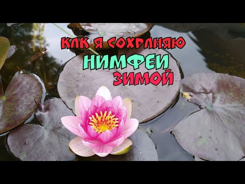Видео: Как я сохраняю нимфеи зимой.