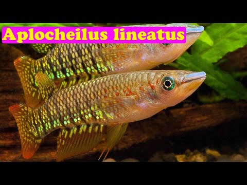 Видео: Линеатус - Aplocheilus lineatus