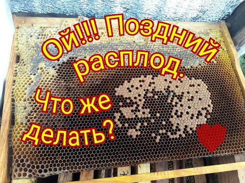 Видео: ПОЗДНИЙ РАСПЛОД. ЧТО Я ДЕЛАЮ?  ЛЕТКИ. УТЕПЛЕНИЕ.  КЛЕЩИ. ЗАКЛЮЧИТЕЛЬНЫЙ ОСМОТР.