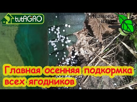 Видео: ГЛАВНАЯ ОСЕННЯЯ ПОДКОРМКА ВСЕХ ЯГОДНИКОВ: от смородины до клубники.