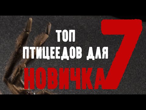 Видео: ТОП 7 ПТИЦЕЕДОВ ДЛЯ НОВИЧКА