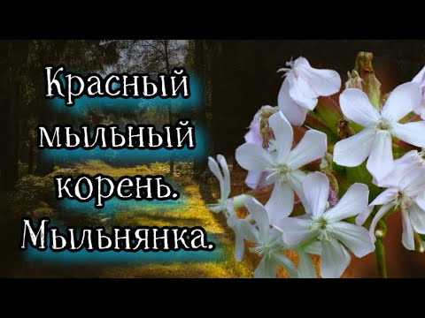 Видео: Мыльнянка. Красный мыльный корень.