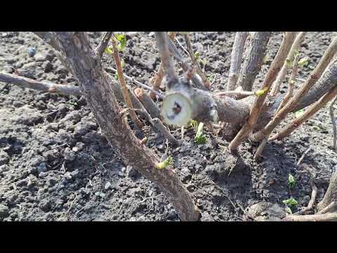 Видео: Правильна обрізка Смородини на врожай