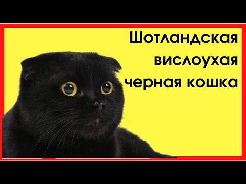 Видео: Шотландская вислоухая черная кошка