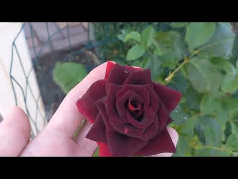Видео: Розы( roses ) : "The Black Queen", "Pierre de Ronsard", в моём саду.