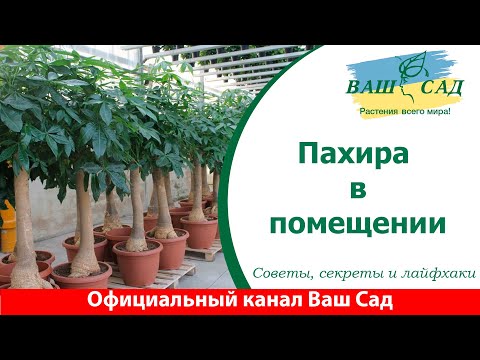 Видео: Пахира. Все что Вы хотели о ней знать. Ваш сад