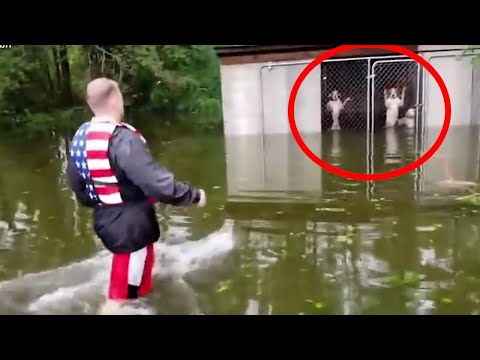 Видео: Это Невозможно Забыть! Случай с Животными 1 на Миллион Снятый на Камеру