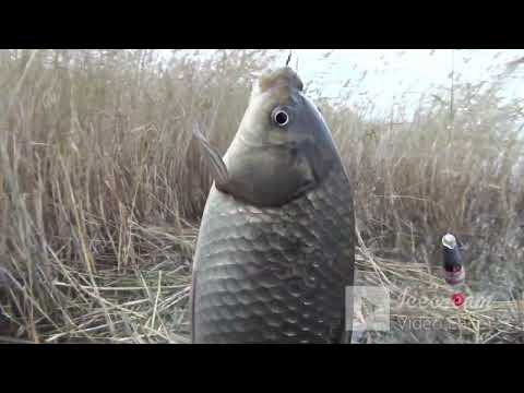 Видео: РЫБАЛКА на ПОПЛАВОК это КЛАССИКА / КАРАСИХИ АТАКУЮТ