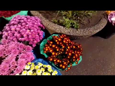 Видео: Базар Кривий Ріг 26.10.2025р