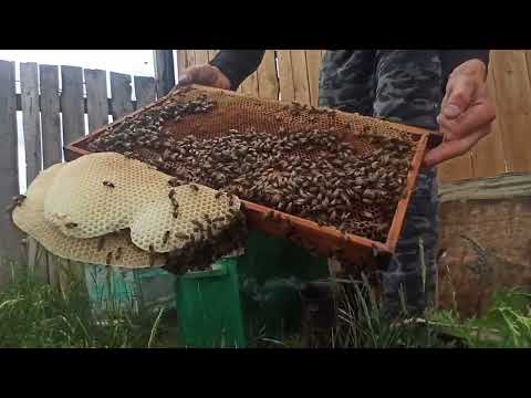 Видео: Залетел первый рой. Пересаживаю ловушку. Роеловство 2022.