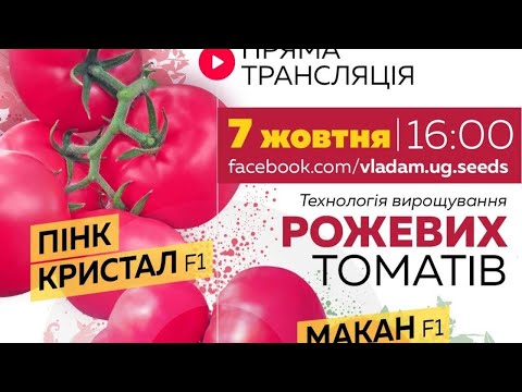 Видео: Технология выращивания розовых томатов Macan Macan и Pink Crystal