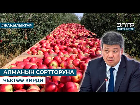 Видео: МИНИСТР: БИР АЙЫЛГА БИР ЭЛЕ СОРТТОГУ АЛМА ӨСТҮРҮҮГӨ БАРАБЫЗ