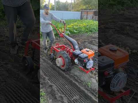 Видео: Уборка картофеля мотоблоком МТЗ 1 сентября 2025 г.