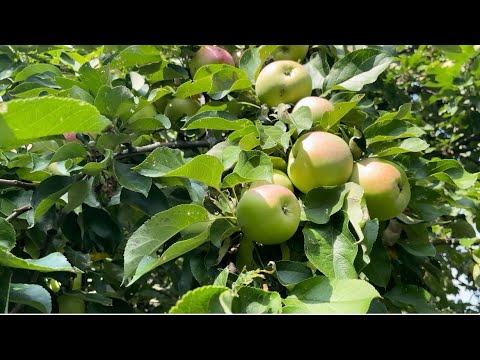 Видео: Яблочный август🍏